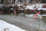 Kormorany trzebią ryby w podkarpackich rzekach. Wędkarze alarmują: straty są ogromne. Prowadzą niecodzieną akcję nad Wisłokiem [ZDJĘCIA]