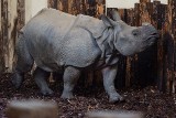 Do wrocławskiego zoo przyjechał nosorożec. Będą małe? 