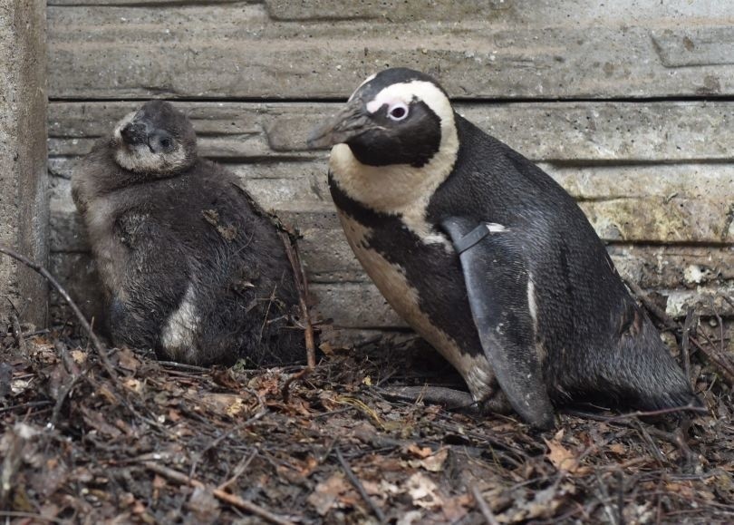 Łódzki ogród zoologiczny