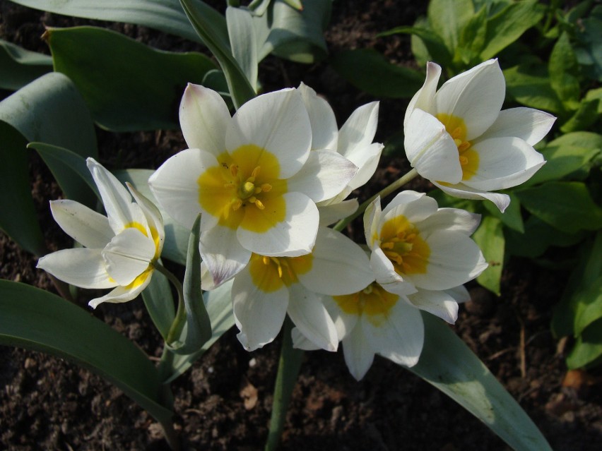 Tulipany botaniczne są niższe od zwykłych tulipanów, ale...