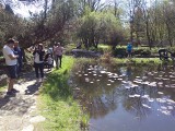 Święto Wiosny w arboretum. W najbliższy weekend warto wybrać się do Rogowa