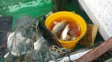 Nielegalny połów ryb na Jeziorze Kopań. Akcja PSR z Koszalina