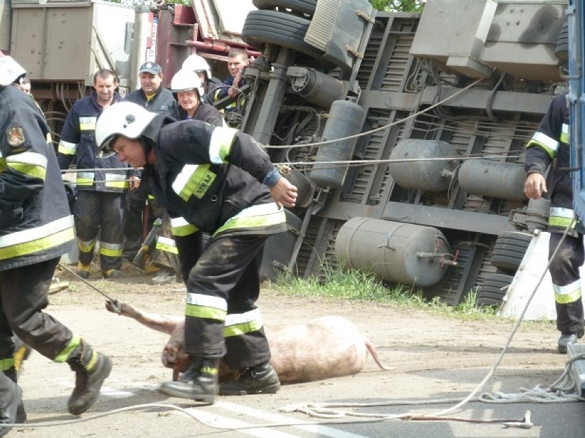 Wypadek w Połajewie: Świnie biegają po drodze wojewódzkiej!