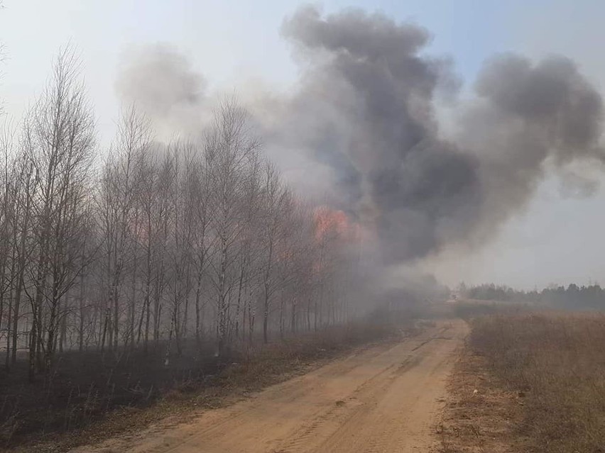 Coraz więcej pożarów na łąkach i w lasach powiatu szydłowieckiego. Strażacy interweniowali już prawie 600 razy