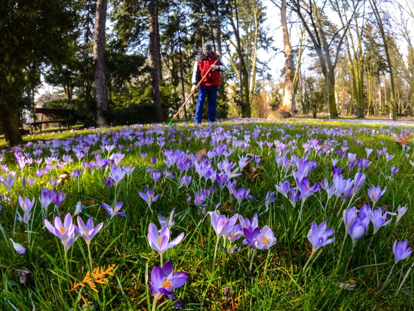 15.03.2017 bydgoszcz botanik wiosna kwiaty pszczoly przyroda...