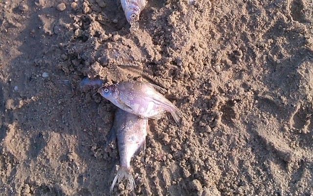 Śnięte ryby nad zalewem w Kluczborku.