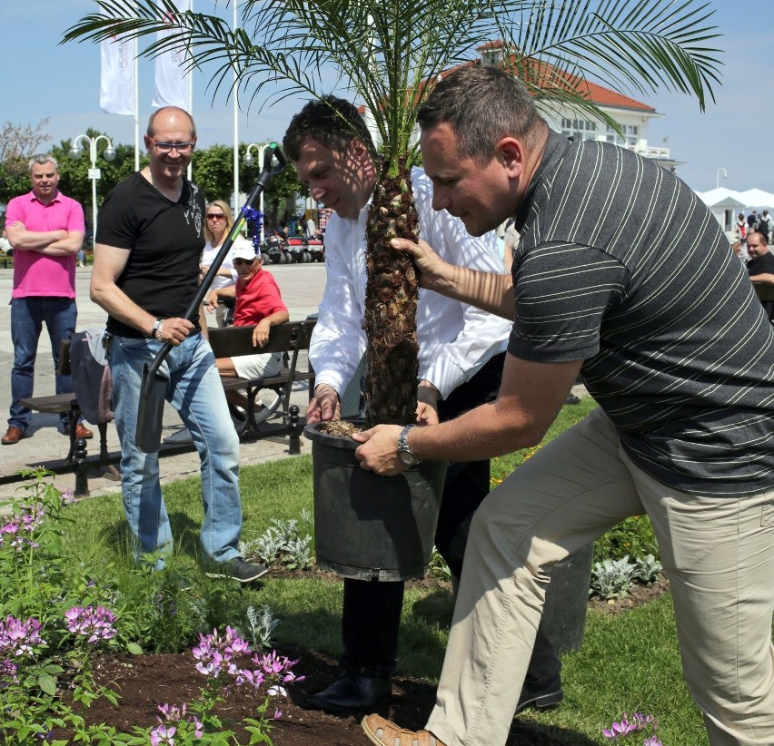 Na molo w Sopocie pojawiły się palmy. Sadził je między innymi prezydent Karnowski [ZDJĘCIA]