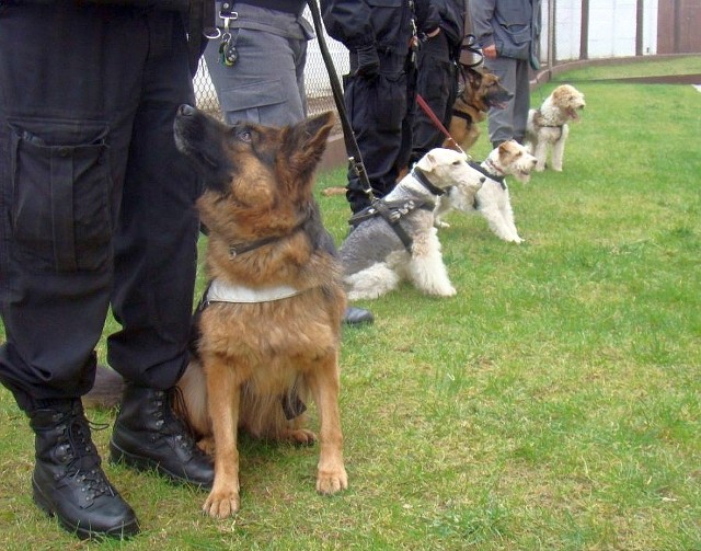 Policja poszukuje psów do służby