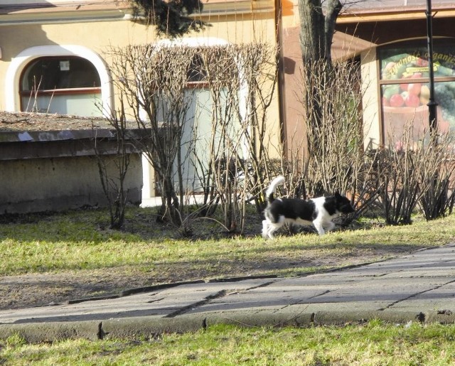 Psy w centrum Lębork. Oczywiście nikt nie posprzątał odchodów.