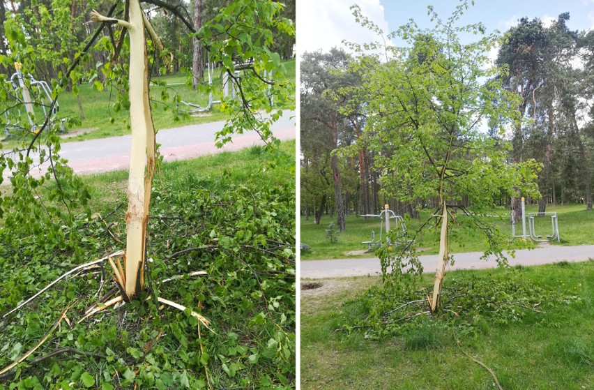 Ostrołęka. Wandal zniszczył drzewo w Parku Miejskim. Ratusz apeluje: Reaguj, dzwoń! Zdjęcia