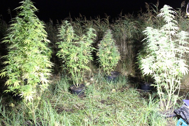 Policjanci z I koszalińskiego komisariatu zwalczający przestępczość narkotykową zlikwidowali nielegalną uprawę konopi.