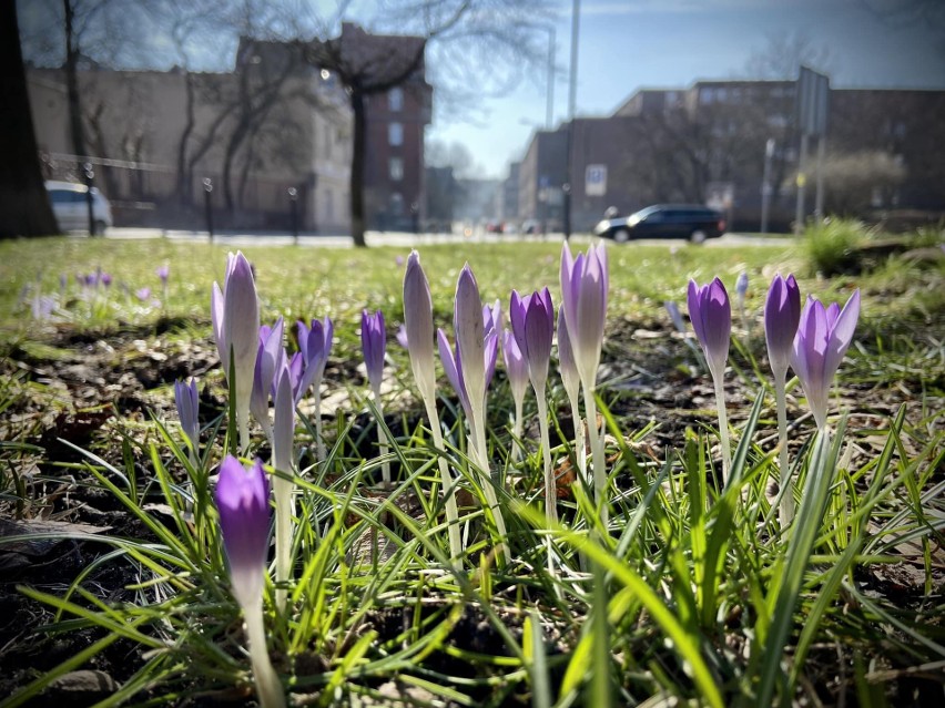 Wiosna w Bytomiu.