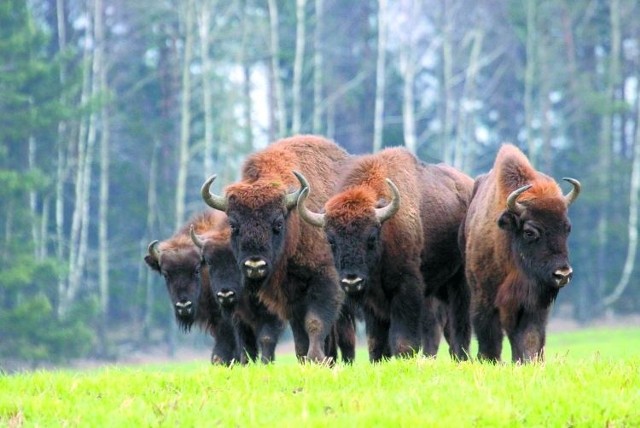 Puszcza Białowieska oferuje nam bliskie obcowanie z przyrodą, ale także atrakcje kulturalne. Informacji o atrakcjach w regionie  udziela Centrum Turystyki Regionu Puszczy Białowieskiejul. 3 Maja 45, Hajnówka, tel. 85 682 43 81 (www.powiat.hajnowka.pl/ctrpb/)