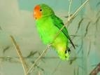 Papugę należy karmić dwa razy dziennie pszenicą, owsem i ziarnem słonecznika.