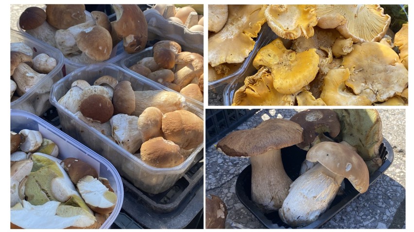 Na kieleckich bazarach oferowani w piątek mnóstwo grzybów,...