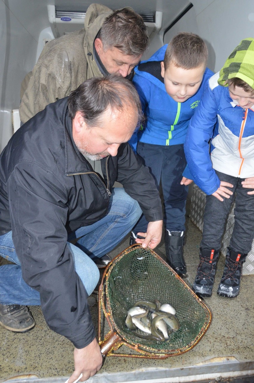 Zakopane. Wpuścili młode pstrągi do potoku przy Krupówkach [ZDJĘCIA]