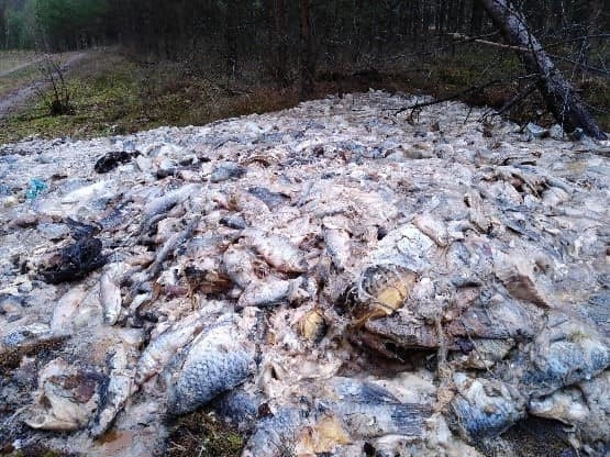 W lesie w okolicach Chojnic odnaleziono dzikie wysypisko -...