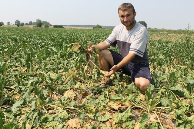 W 2015 roku Tomasz Wiciak z Kowalowic z powodu suszy stracił buraki. Tegoroczne plony nie zapowiadają się lepiej.