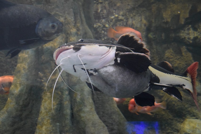 Sum czerwonoogonowy. Najwięksi domownicy chorzowskiego zoo