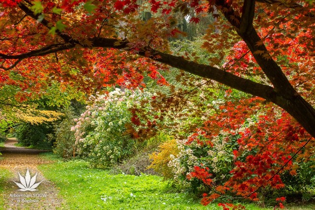 Październikowy weekend to świetna okazja, żeby wybrać się do Arboretum Szkoły Głównej Gospodarstwa Wiejskiego w Rogowie. Słoneczna aura i ciepło sprzyjają niesamowitemu przebarwianiu się klonów, których rogowski ogród ma jedną z największych w Europie kolekcji. Pełnię ich barw będzie można podziwiać podczas „Spaceru po czerwonym dywanie”, na który arboretum zaprasza w niedzielę, 23 października. To już trzecia edycja tego wydarzenia. Jedną z atrakcji będzie m.in. możliwość spróbowania pieczonych kasztanów jadalnych, wyhodowanych w arboretum.