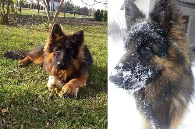 Finał poszukiwań zaginionej 11 miesięcy temu Flamy okazał się nieszczęśliwy - pies nie żyje.