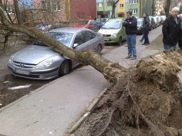 Wiatr wyrywa drzewa z korzeniami. Na zdjęciu ul. Komuny Paryskiej w Bydgoszczy. Na szczęście nikomu nic się nie stało