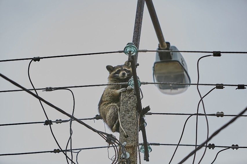 Po odłączeniu prądu, strażacy podjechali wózkiem i schwytali...