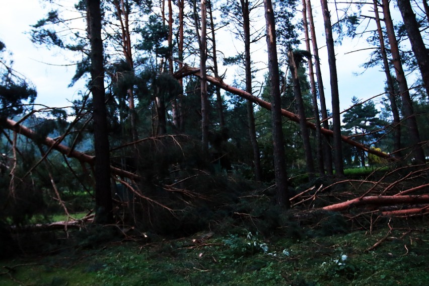 Piwniczna. 40 sekund horroru. Dobę po katakliźmie zniszczony las przeraża [ZDJĘCIA]