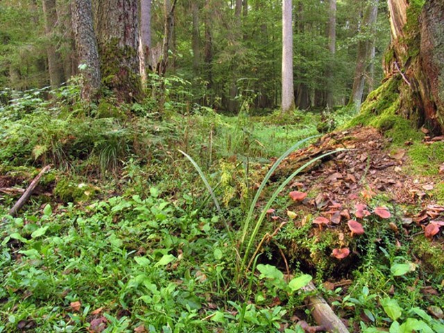 Puszcza Białowieska