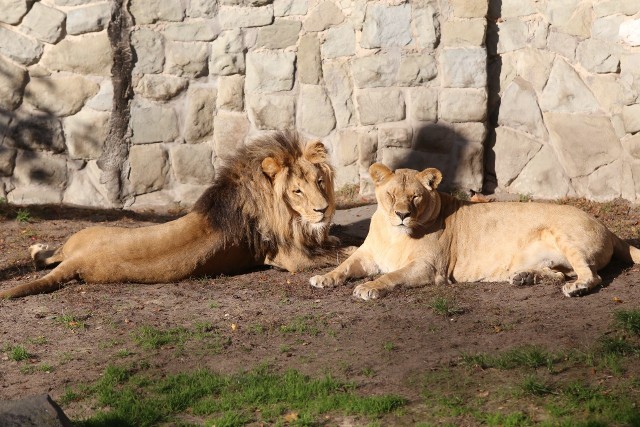 Jesień w Śląskim Ogrodzie Zoologicznym: Z początkiem października w Śląskim Ogrodzie Zoologicznym rozpoczął się okres jesienno-zimowy