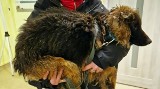 Koszmar psów w Chybiu. Głodne, schorowane i przestraszone czworonogi trzymane w skandalicznych warunkach 