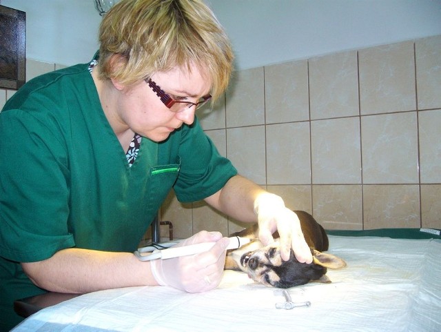 Izabela Bator wykonuje zabieg czyszczenia zębów