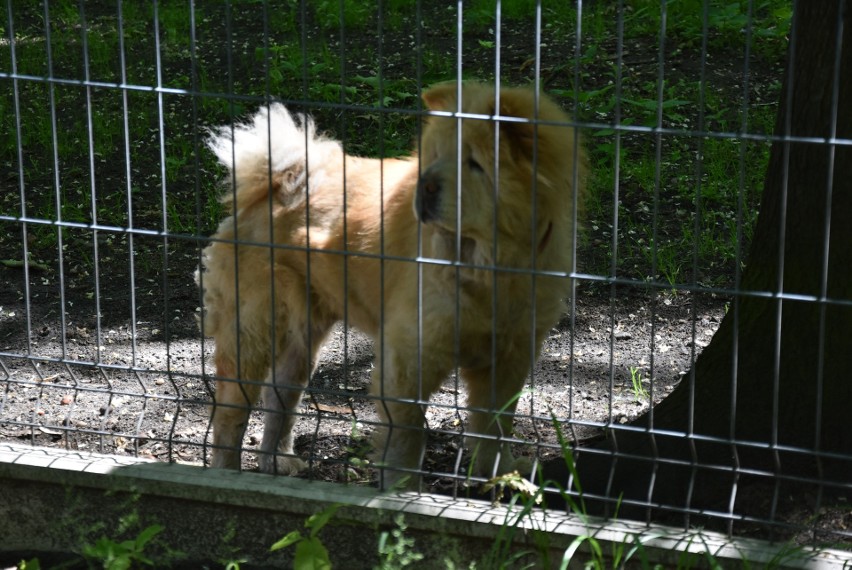 Czworonogi z sosnowieckiego schroniska czekają na adopcję....