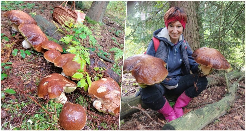 Szok! Ogromne grzyby w lesie w Birczy niedaleko Przemyśla....