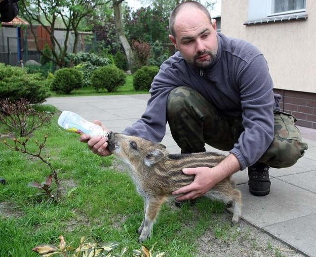 Niektóre zwierzęta nie mogą jednak zostać wypuszczone, bo samodzielnie nie poradziłyby sobie na wolności. Zostają więc w ośrodku na zawsze.