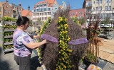 Na Wielkanoc tysiącami kwiatów zakwitł Rynek w Grudziądzu [zdjęcia]