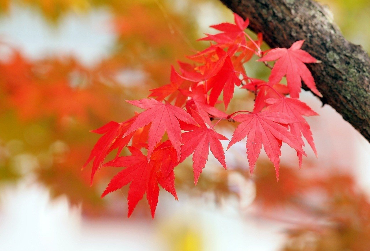 Drzewa i krzewy ozdobne, które mają najbardziej kolorowe liście jesienią |  Dziennik Polski