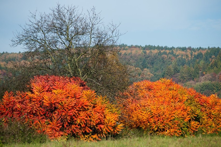 Spacer po Dolinie Będkowskiej pełnej jesiennych kolorów [GALERIA]