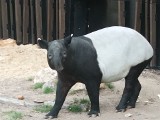 Łódzkie zoo ma nowego mieszkańca. Z ogrodu w Antwerpii przyjechał tapir malajski 