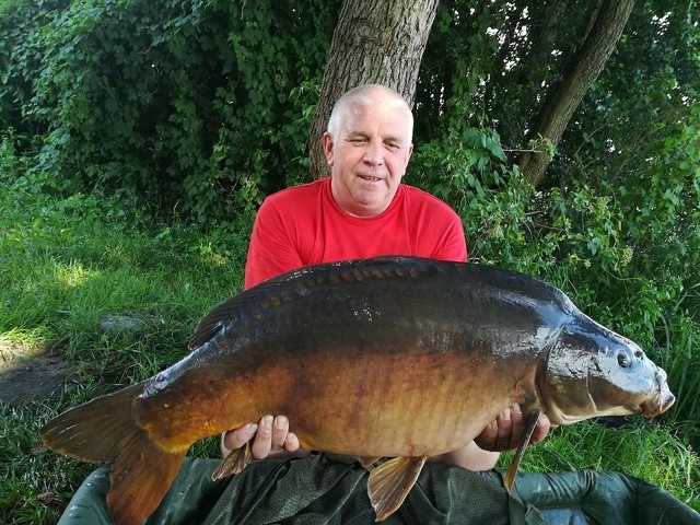 17 kg wagi, 88 cm długości - to wymiary ryby, którą udało się złowić Henrykowi Słocie na Jeziorze Królewskim koło Myśliborza. - Z tym karpiem walczyłem ponad godzinę na czystej wodzie. Cały czas szła dnem, nie dało rady jej podnieść. Jej masa robiła swoje - przyznaje pan Henryk, uczestnik mistrzostw Polski w wędkowaniu karpiowym, organizowanym przez Polską Federację Wędkarstwa Karpiowego.To najlepszy połów od dziewięciu lat nad Królewskim, kiedy to złapano karpia około 20-kilogramowego. To też rekordowa ryba, jaką udało się wyciągnąć Słocie. Był to amur ważący 15 kg o długości 100 cm. - Wszystko jest uzależnione od pogody i ciśnienia. Najlepsza pogoda jest we wrześniu czy październiku. Wtedy wchodzą największe okazy. Tego roku lipiec był gorący, więc nie szło połapać, aczkolwiek w ostatnich latach w sierpniu i w lipcu można złapać kilkukilogramowe karpie - przyznaje myśliborzanin, który wędkowanie w tamtym roku zakończył... 31 grudnia. - Ten złowiony karp był pierwszy raz kuty, czyli nigdy wcześniej nie był złapany. My, karpiarze, przeglądamy każdą rybę, ważymy, mierzymy, sprawdzamy, w jakiej są kondycji. Te z Królewskiego są w bardzo dobrej.Pan Henryk karpiuje od 10 lat, ale pierwszy raz wędkował w wieku pięciu czy sześciu lat. Ryby łowił jego tata, jego mama. - Trochę czasu spędziłem nad wodą. Po prostu, trzeba trochę posiedzieć i przynęcić. Po to by czymś zwabić te ryby. Nęcę łubinem z dodatkiem kulek proteinowych. Karpiowanie polega na tym, by tę rybę przechytrzyć - przekonuje Słota i dodaje, że zdarzało mu się wyciągnąć tę samą rybę. - Kiedyś złapałem karpia 6-7-kilogramowego. Tak zaplątał mi się w siatkę, że nie mogłem jego wyplątać, więc obciąłem mu kolec, który ma przy płetwie. Po tym obciętym kolcu poznaję tę rybę. Złapałem ją z dwa, trzy razy.Słota nie obawia się, że po tej publikacji zjadą się do położonego 40 km od Gorzowa Myśliborza, którzy będą chcieli pobić jego rekord. - Tu już przyjeżdżali na zawody tacy [w tym roku odbyła się 10. edycja Myśliborskich Dni Karpiowych, na które zjeżdżają się zawodnicy z całej Polski: Szczecin, Wrocławia, ale i Wschowy czy Kargowej. Słota kilka razy zajmował na nich drugie pozycje - dop. red.], którzy mówili, że złapią dziesięć ryb i pokażą, jak się je łapie. Okazywało się, że wyjeżdżali bez ryby. Tu jest bardzo specyficzna i trudna woda. Jezioro Królewskie jest głębokie do trzynastu metrów, więc dno jest bardzo zróżnicowane. Trzeba wiedzieć, gdzie łowić - uśmiecha się myśliborzanin.W październiku na jeziorze Lgiń w powiecie wschowskim ponownie odbędą się kolejne eliminacje do mistrzostw Polski w wędkarstwie karpiowym. Paniu Heniowi i wszystkim naszym zawodnikom nie pozostaje nic innego, jak życzyć tylko udanych łowów!Zobacz również: Jak w upały przygotować tor i sprzęt? Pytaliśmy Chomskiego i WoźniakaChcesz na bieżąco śledzić sportowe newsy z Ziemi Lubuskiej, Polski oraz świata? Polub naszą stronę na Facebooku!