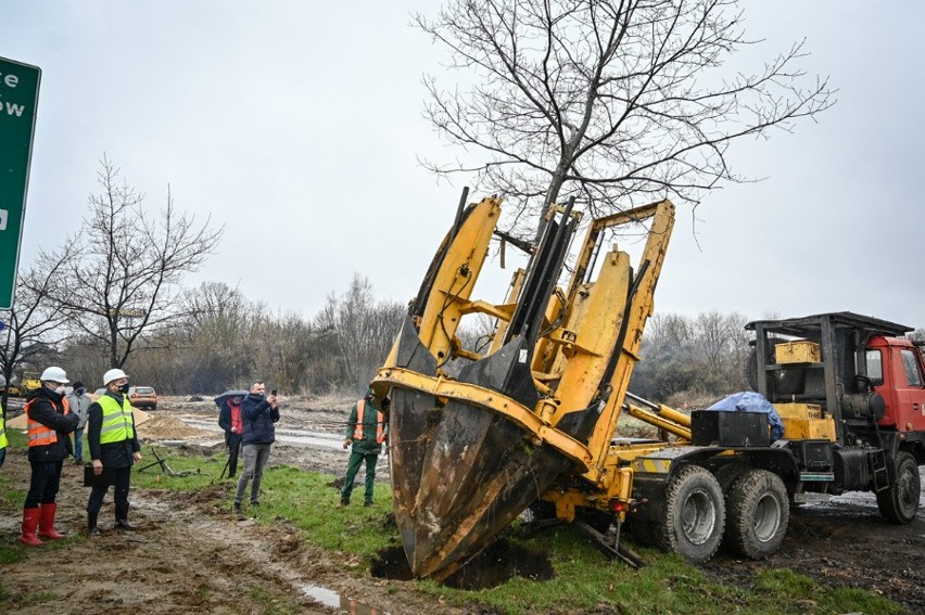 W Częstochowie przesadzili dorosłe dęby, żeby uniknąć ich...