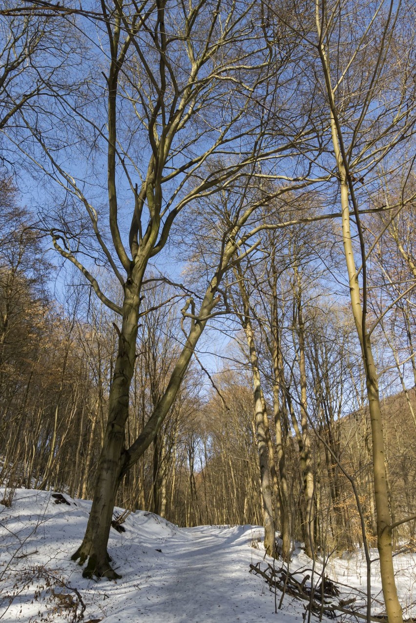 Słoneczne popołudnie w Dolinie Racławki, wiosna tuż-tuż [GALERIA]