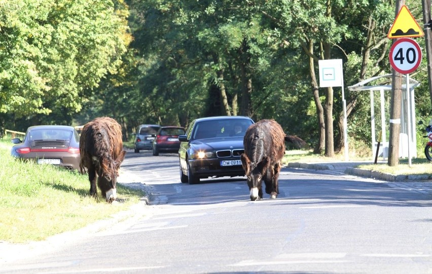 Dwa osły zablokowały ulicę we Wrocławiu