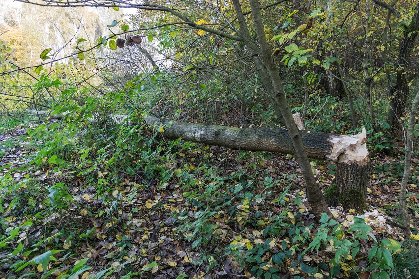 Poręba Radlna. Gospodarz trafi za kratki przez bobry? To przez nie wpadł za jazdę ciągnikiem po alkoholu