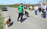 Radom. Psy ze Schroniska dla Bezdomnych Zwierząt uczestniczyły w Biegu na 6 łap