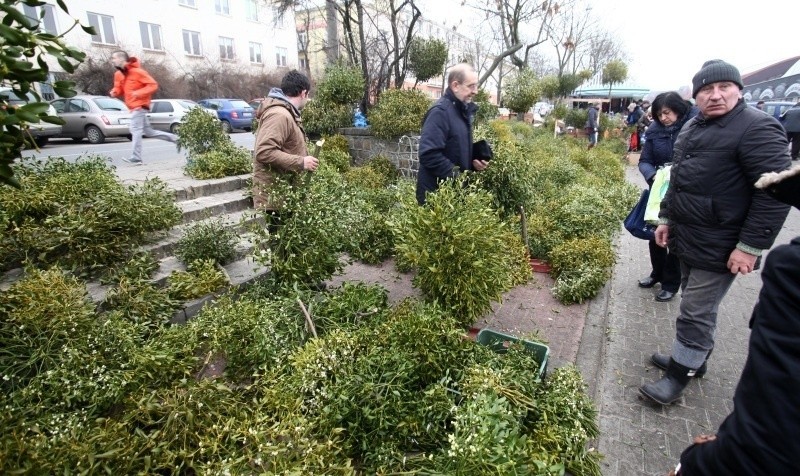 Boże Narodzenie w Łodzi. Jemiołowe żniwa