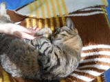 1000 zł nagrody za odnalezienie kota Tygryska, zaginionego w Parku Śląskim