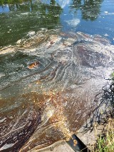 Nieznana substancja na kanale wodnym Zuzanka we Włocławku. Mamy zdjęcia, wideo