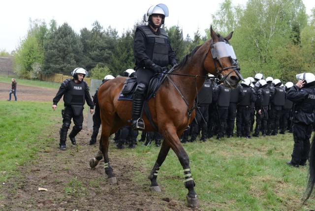 Policyjne konie powinny mieć szczególne cechy. Muszą być spokojne i opanowane, nie mogą bać się wystrzałów