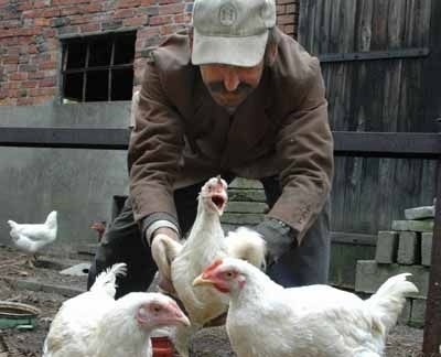Wczoraj Andrzej Budzyński z Raculi postanowił zamknąć swoje kury. Martwił się tylko, że jajka będą mniej smaczne.